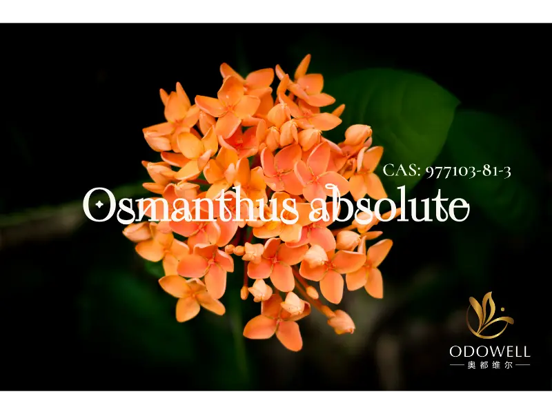 Osmanthus Absolute - நேர்த்தியான ஓரியண்டல் மலர்களுக்கான ODOWELL இன் இயற்கை கையொப்பம்